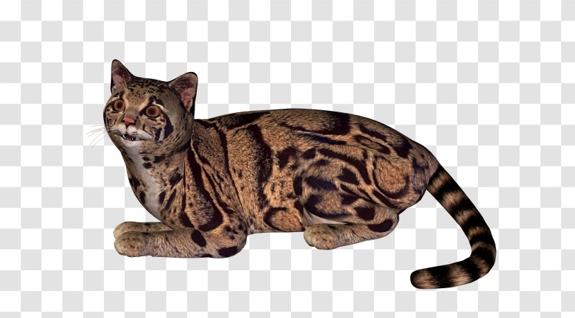 Dragon Li California Spangled American Shorthair Ocicat Bengal Cat - Tabby - Wildcat Transparent PNG