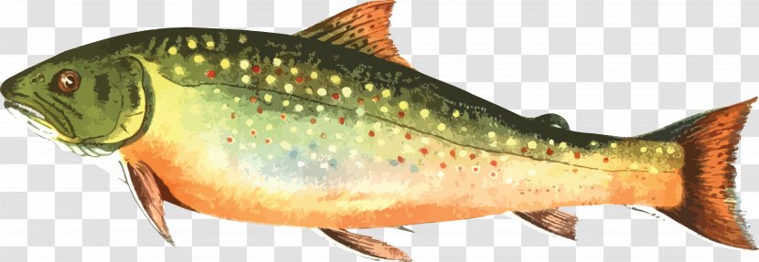 Brown Trout Rainbow Clip Art - Game Fish - Fishing Transparent PNG