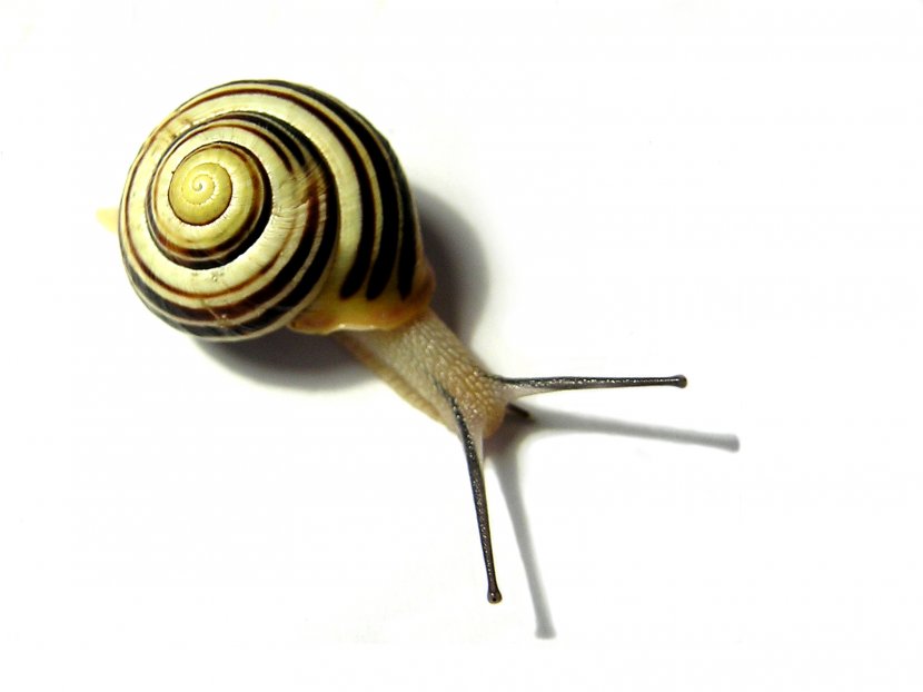 Gastropods Snail Slime Desktop Wallpaper Seashell - Snails Transparent PNG