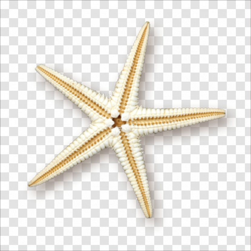 Starfish Sea Clip Art - Marine Transparent PNG