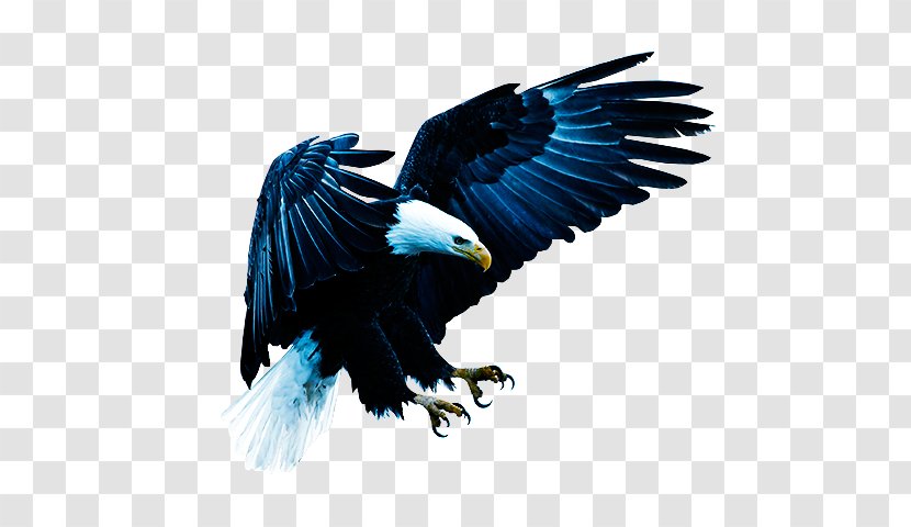 Bald Eagle Bird Of Prey United States - Wing Transparent PNG