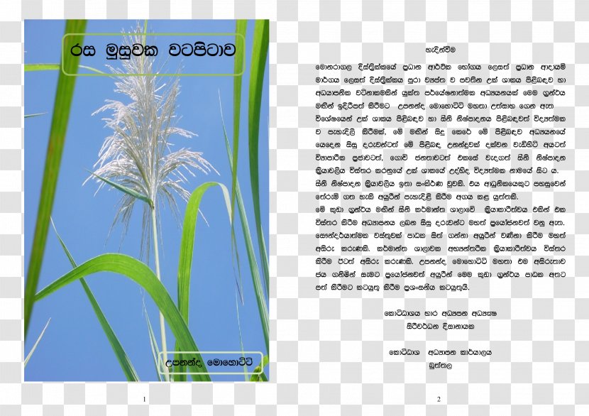 Paper Advertising Graphic Design Grasses - Tree - Sugarcane Transparent PNG