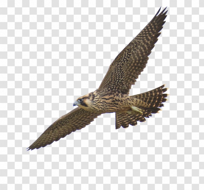 Prairie Falcon Peregrine Clip Art - Hawk Transparent PNG