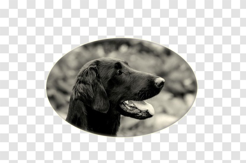 Labrador Retriever Flat-Coated Boykin Spaniel Puppy Dog Breed - Chinese Crested Transparent PNG