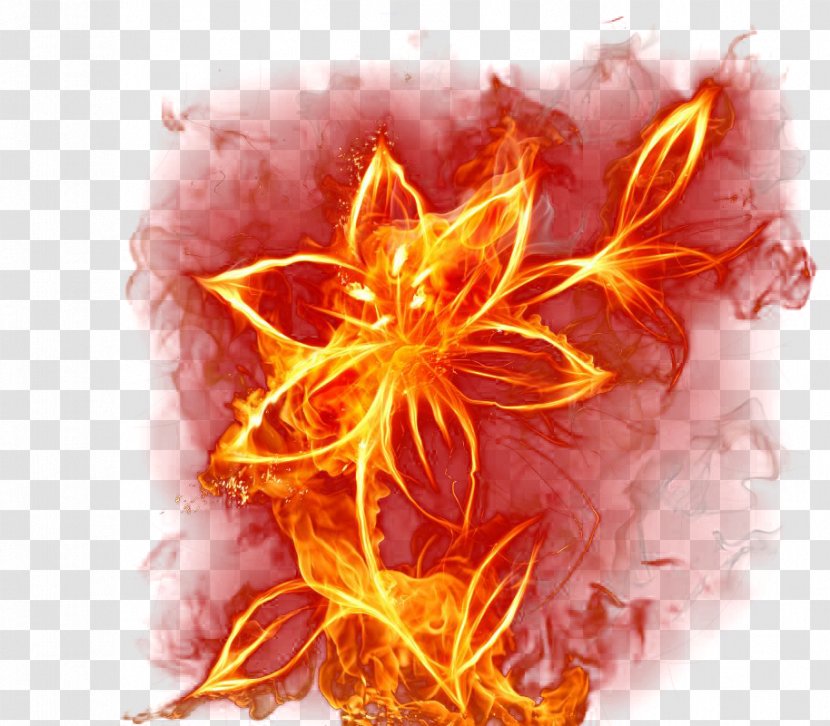 Flame Live Wallpaper Fire 3 Colors - Organism - Creative Flowers Transparent PNG