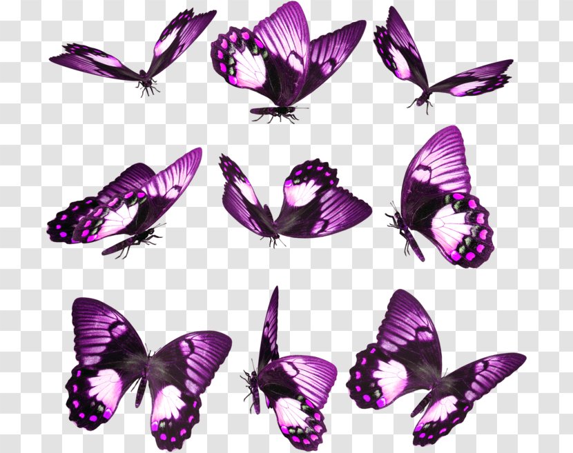 Butterfly Insect Butterflies Live - Android - Tic Tac Toe Desktop Wallpaper AndroidButterfly Transparent PNG