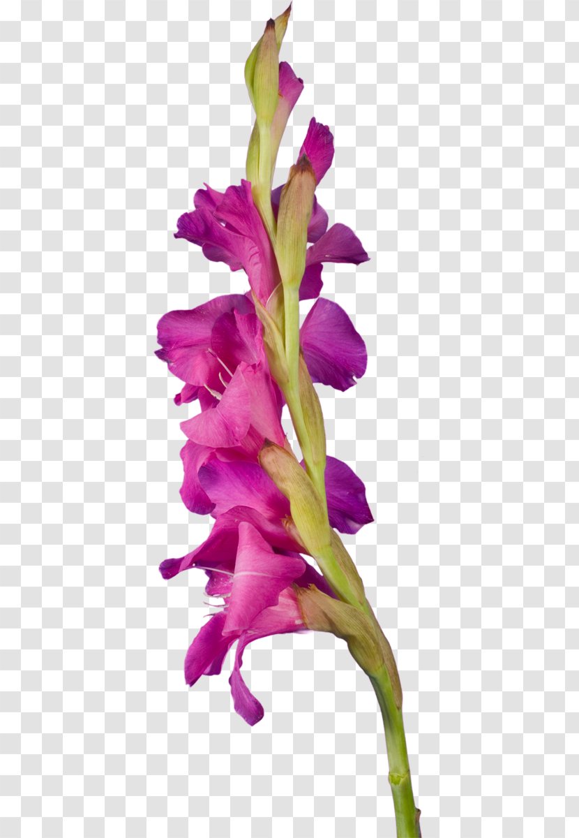 Gladiolus Red Yellow Clip Art - Plant Transparent PNG
