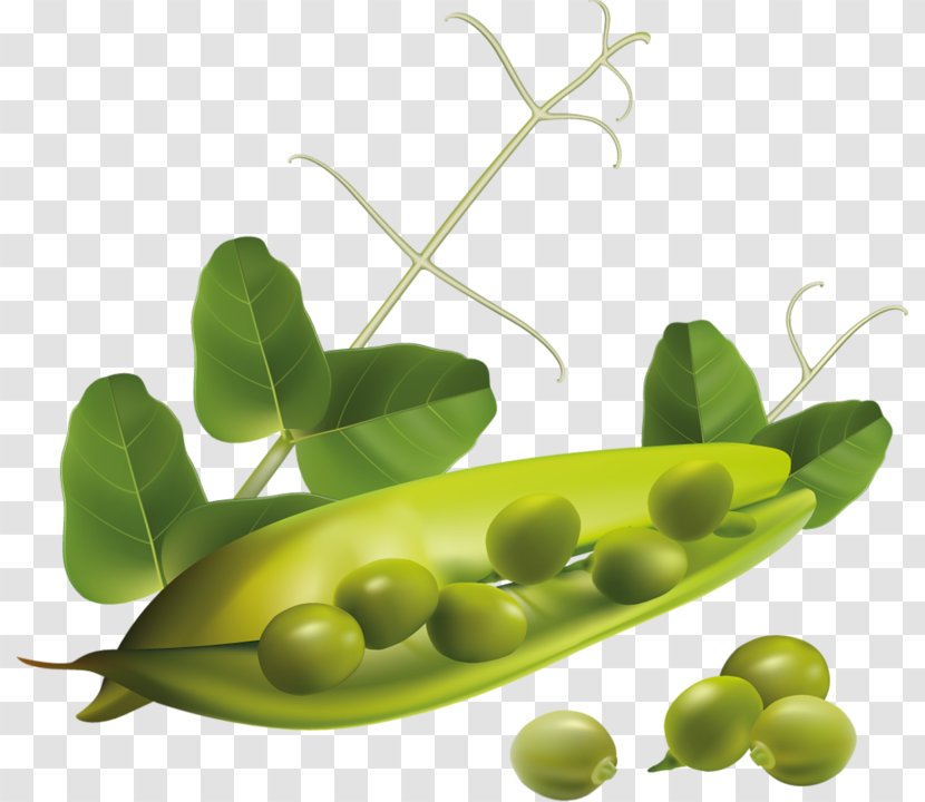 Vegetarian Cuisine Vegetable Pea Clip Art - Food Transparent PNG