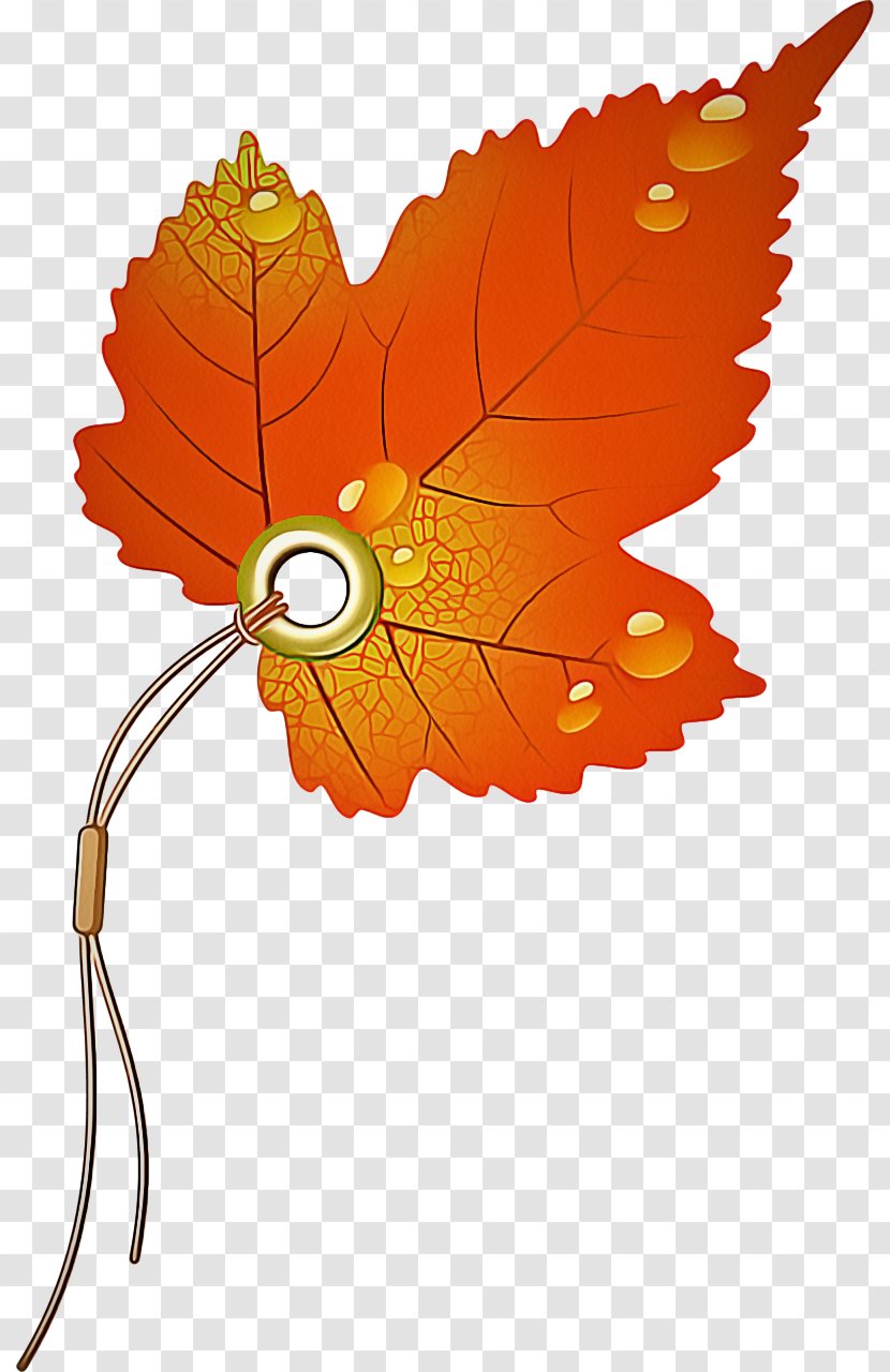 Orange - Flower - Autumn Transparent PNG