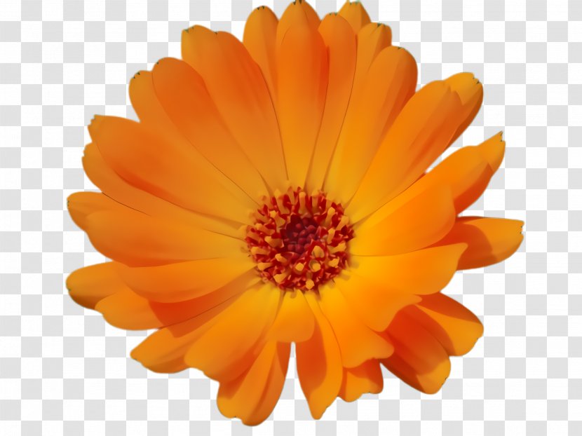 Blossom Flower - Perennial Plant - African Daisy Transparent PNG