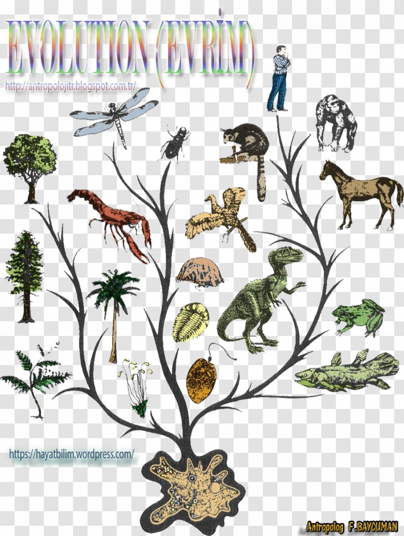 Evolutionary History Of Life Animal Evidence Common Descent Phylogenetic Tree - Abiogenesis - Evolution Transparent PNG