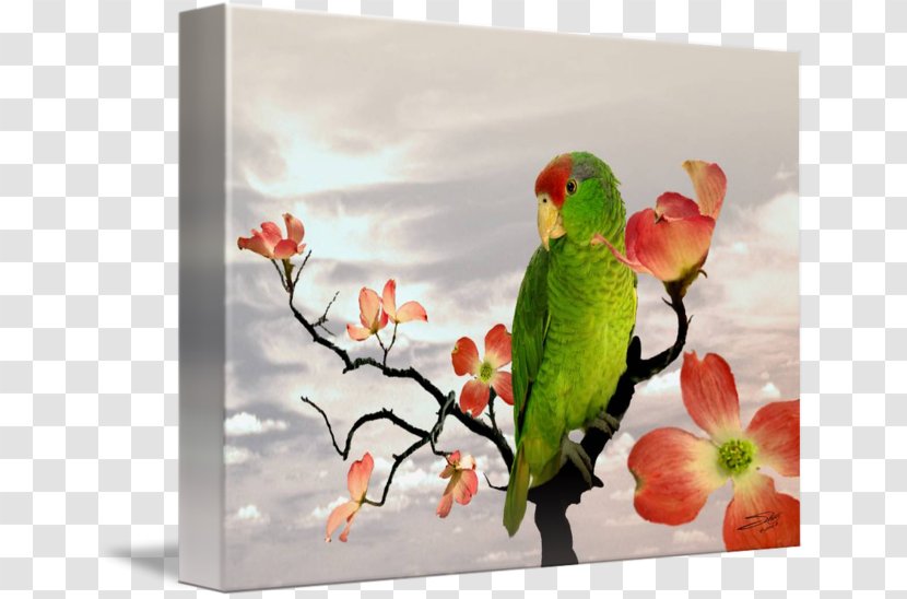 Lovebird Parakeet Macaw Painting Fauna Transparent PNG