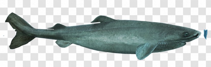 Squaliform Sharks Greenland Shark Pacific Sleeper Megalodon Great White - Fish Transparent PNG