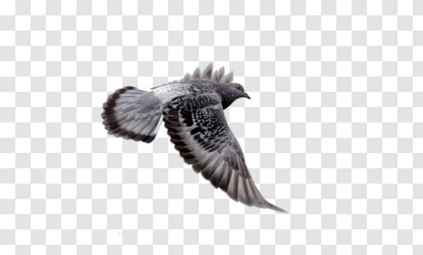 Columbidae Bird Squab Homing Pigeon - Beak Transparent PNG