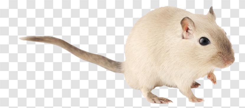 Gerbil Rat Hamster Rodent Mouse Transparent PNG