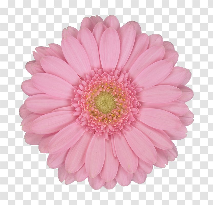 Flowers Background - Floristry - Artificial Flower Aster Transparent PNG