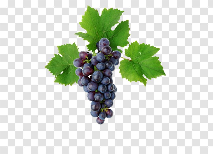 Kyoho Grape Leaves Vine Must - Royaltyfree Transparent PNG
