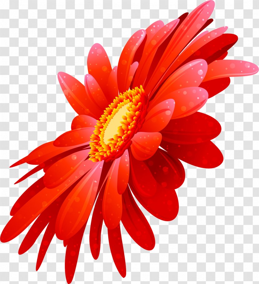 Transvaal Daisy Cut Flowers Chrysanthemum Clip Art - Chrysanths - Gerbera Transparent PNG
