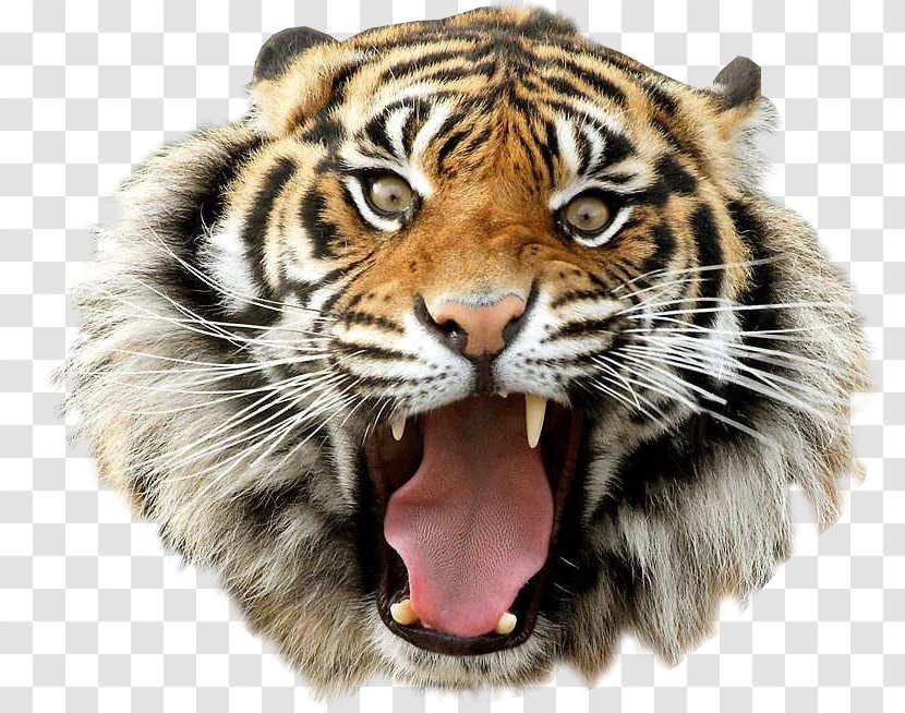 Bengal Tiger Clip Art - Cat Like Mammal Transparent PNG