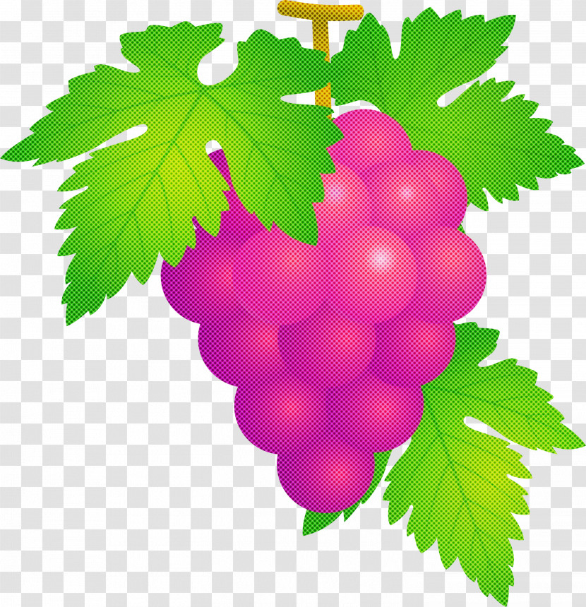 Grape Grapes Fruit Transparent PNG