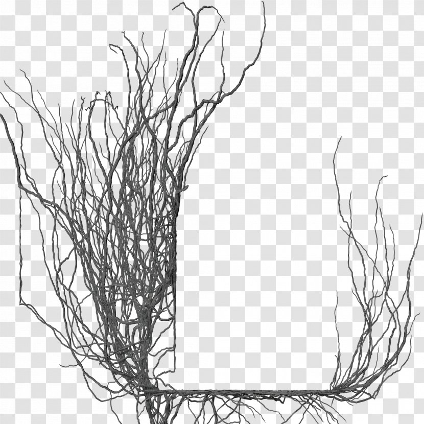Branch Picture Frame DeviantArt Tree - Wall Decal - Door Transparent PNG