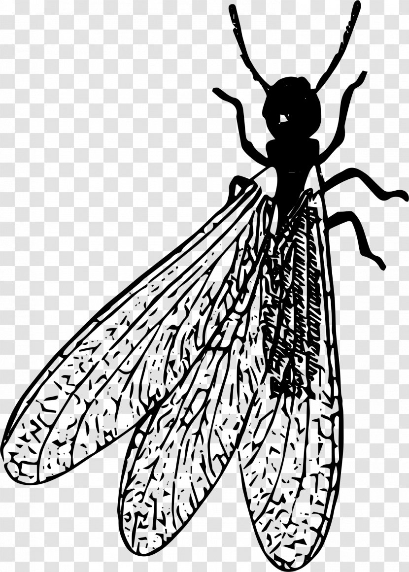 Cockroach Insect Termite Pest Clip Art - Fly Transparent PNG