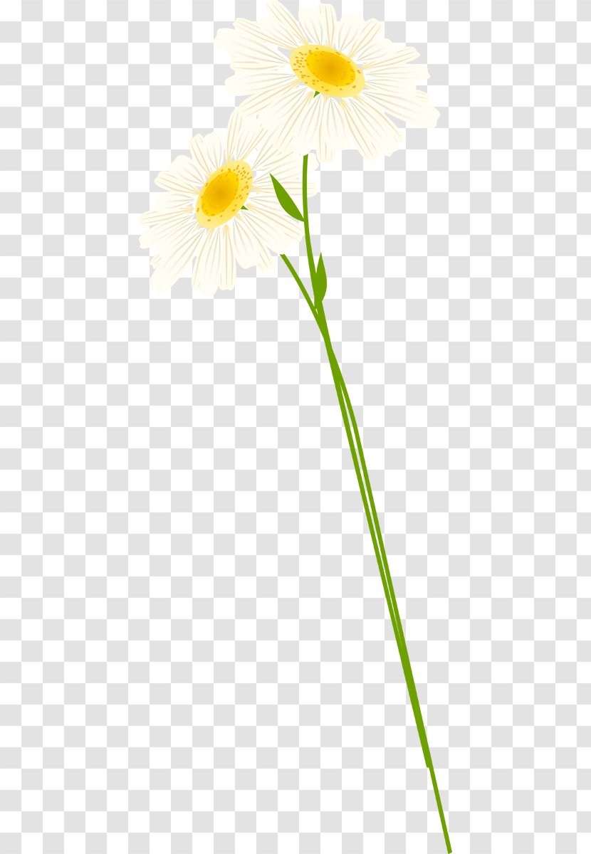 Common Daisy Oxeye Transvaal Roman Chamomile Cut Flowers - Plant Stem - Dandelion Transparent PNG