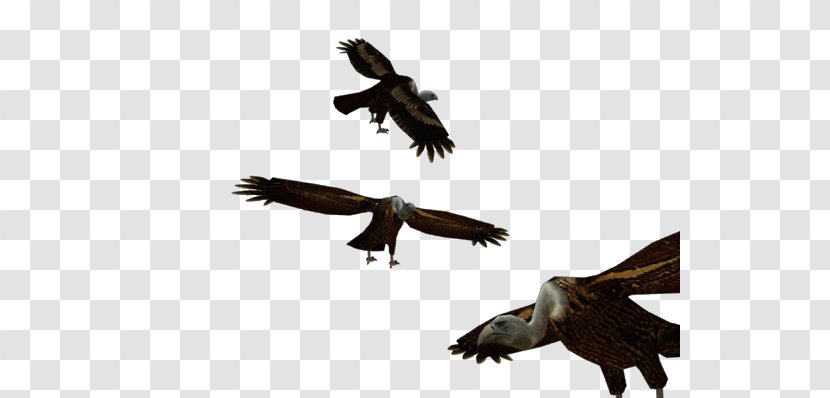 Bald Eagle Buzzard Hawk Vulture Transparent PNG