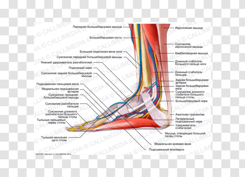 Tibialis Anterior Muscle Foot Nerve Tendon - Frame - Arm Transparent PNG