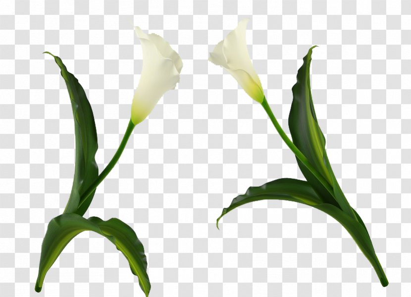 Cut Flowers Easter Lily Plant - Bud - White Flower Transparent PNG