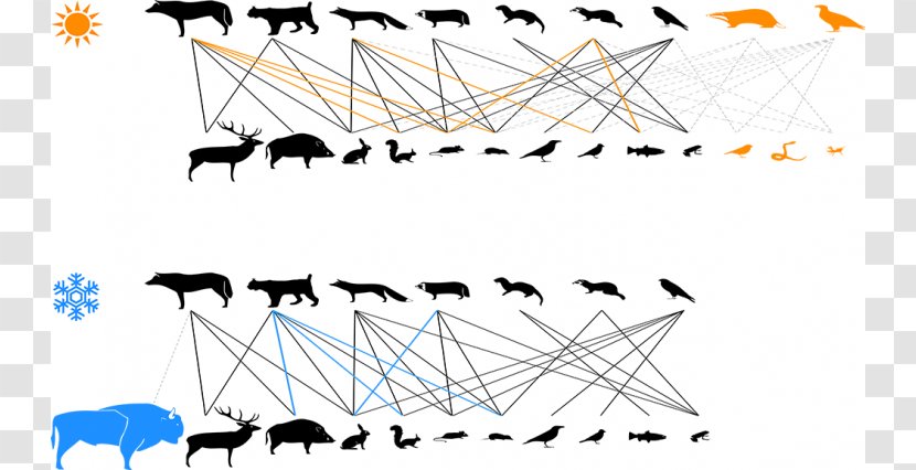 Interaction Forest Ecology Biodiversity Clip Art - Diagram - Species Cliparts Transparent PNG