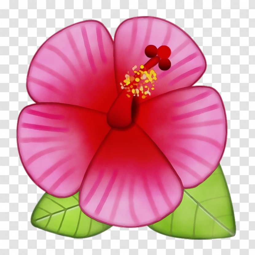 Petal Pink Flower Hibiscus Hawaiian - Wet Ink - Chinese Flowering Plant Transparent PNG