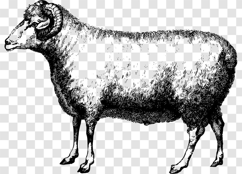 Merino Cattle Bighorn Sheep Suffolk Wool - Cow Goat Family - Ram Transparent PNG