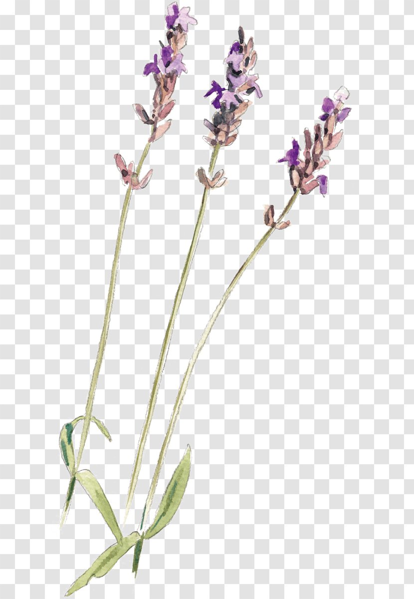 English Lavender Common Sage Plant Stem - Flowering - Lavandula Transparent PNG