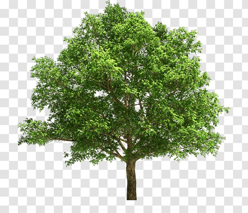 Stock Photography Tree Maple Oak Transparent PNG