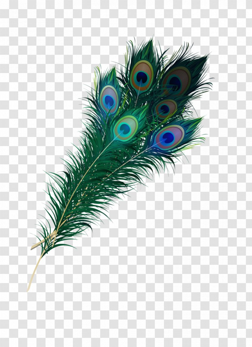 Feather Bird Pavo Quill Asiatic Peafowl - White Transparent PNG