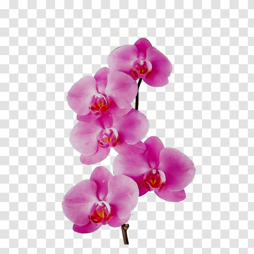Moth Orchids Cut Flowers Petal - Plant Transparent PNG