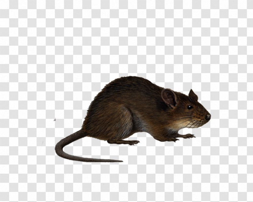 Brown Rat Mouse Black Clip Art - Image Transparent PNG