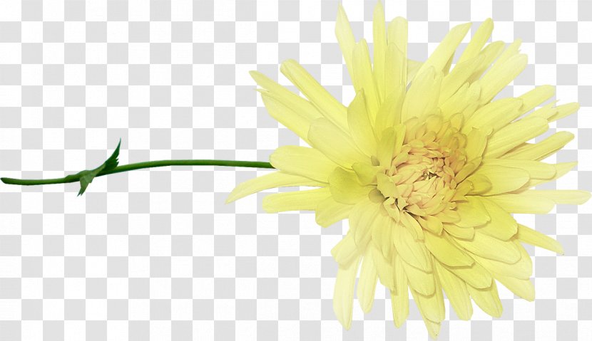 Albom Chrysanthemum Cut Flowers - Plant Stem Transparent PNG