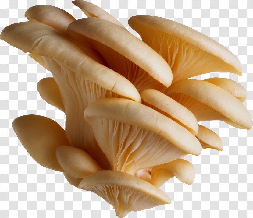 Common Mushroom Oyster - White Mushrooms Image Transparent PNG