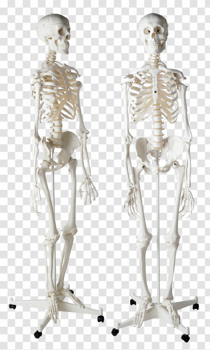 Human Skeleton Homo Sapiens Bone - Joint Transparent PNG