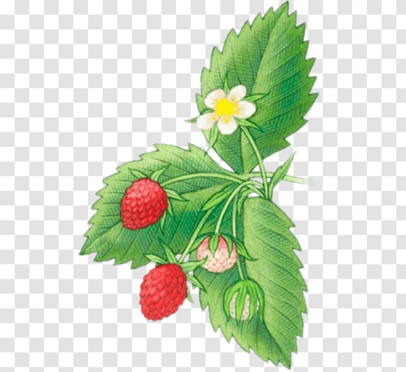 Virginia Strawberry Shortcake Drawing Fruit - Grass Transparent PNG