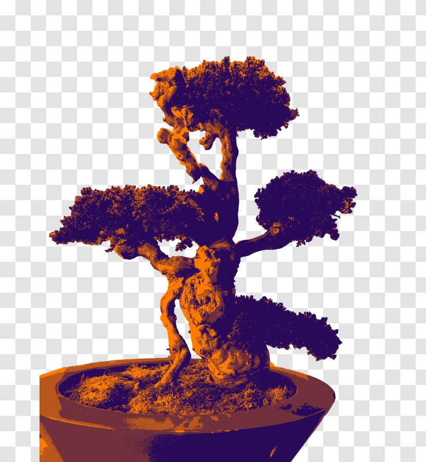 Bonsai Sageretia Theezans Weeping Fig Ficus Retusa Tree - Woody Plant Transparent PNG