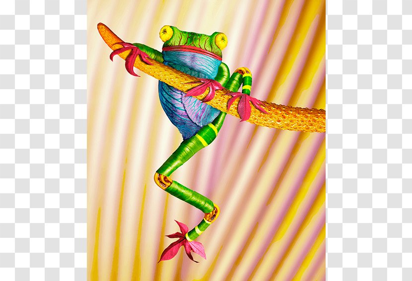 Tree Frog Photography United States - Vertebrate - Amphibian Transparent PNG