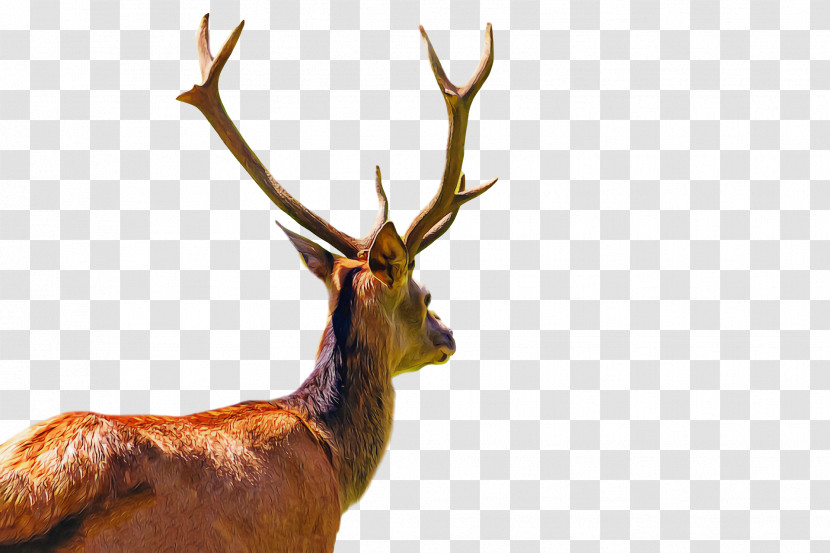 Reindeer Transparent PNG