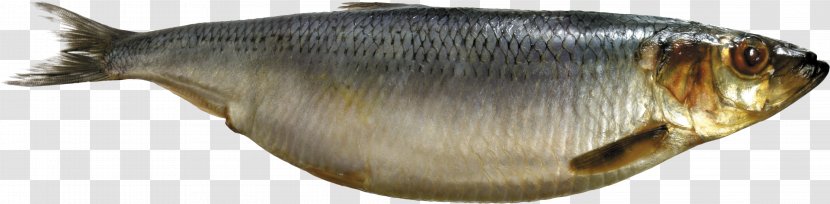 Sardine Milkfish Capelin Oily Fish As Food - Salting Transparent PNG