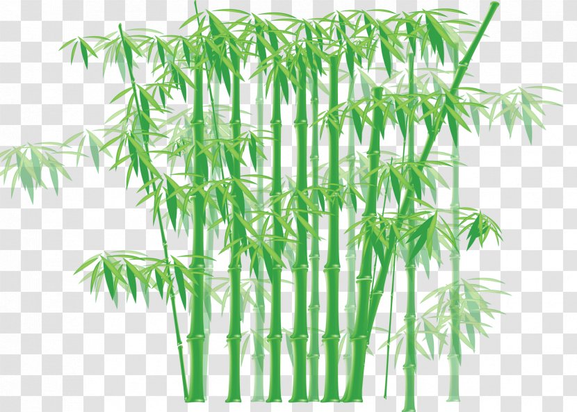 Bamboo Clip Art - Grass Family Transparent PNG