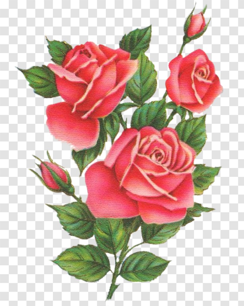 Garden Roses Cabbage Rose Floribunda Floral Design Cut Flowers - Pink - Flower Transparent PNG