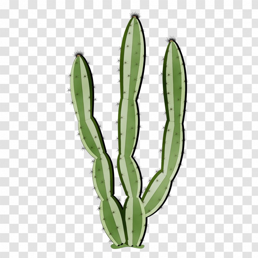 Cactus - Plant Stem Caryophyllales Transparent PNG