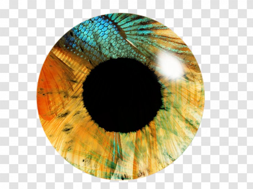 Eye Iris PicsArt Photo Studio Editing - Frame - Eyes Transparent PNG